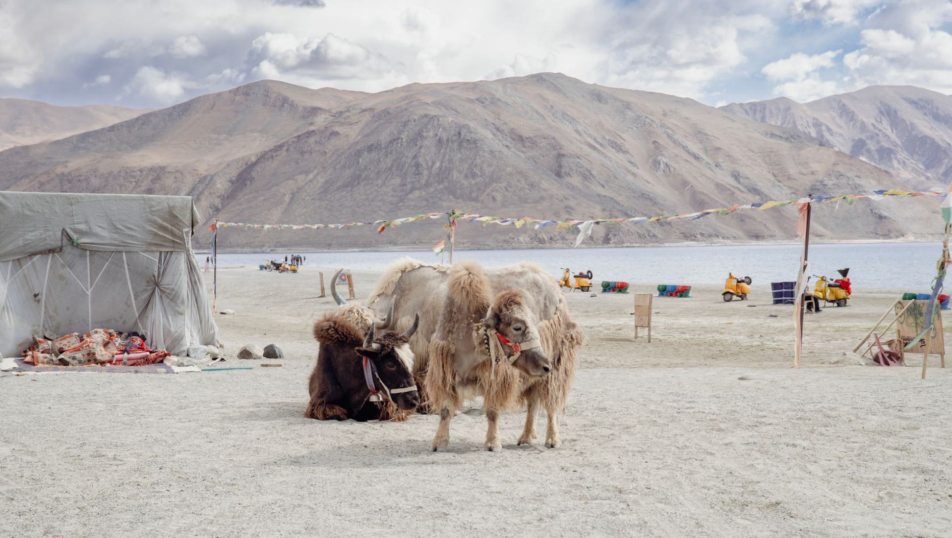 Ladakh Tso Moriri Wilderness